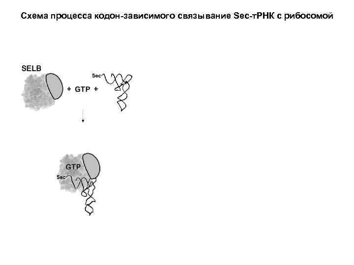 Схема процесса кодон-зависимого связывание Sec-т. РНК с рибосомой 