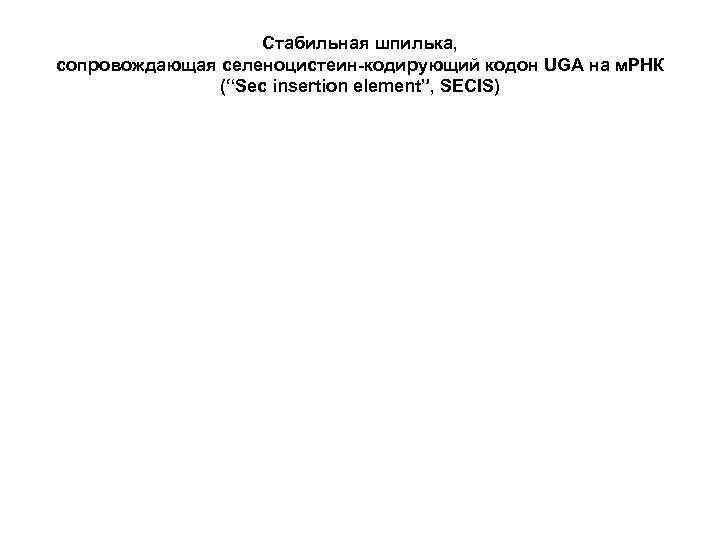 Стабильная шпилька, сопровождающая селеноцистеин-кодирующий кодон UGA на м. РНК (“Sec insertion element”, SECIS) 