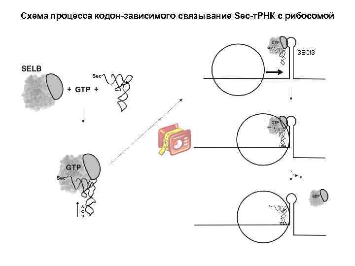 Схема процесса кодон-зависимого связывание Sec-т. РНК с рибосомой SECIS A C U 