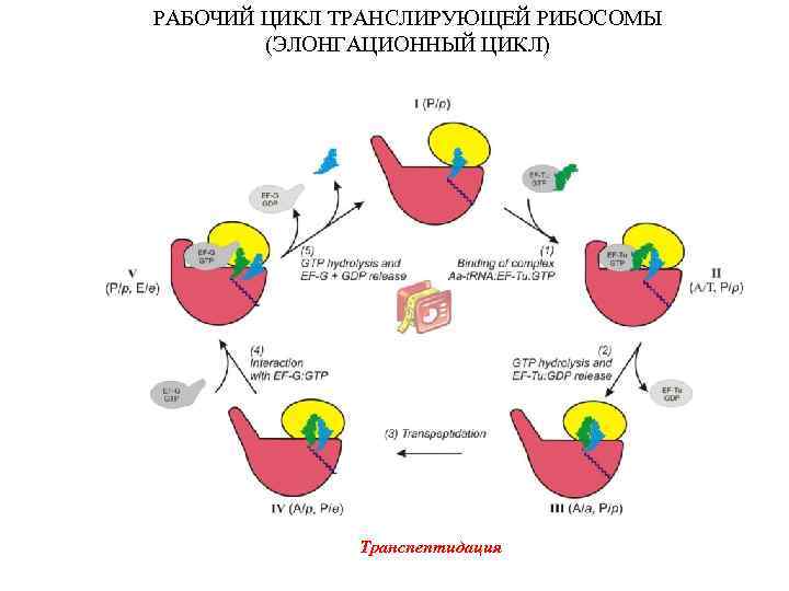 РАБОЧИЙ ЦИКЛ ТРАНСЛИРУЮЩЕЙ РИБОСОМЫ (ЭЛОНГАЦИОННЫЙ ЦИКЛ) Транспептидация 