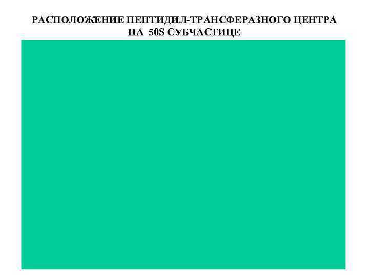 РАСПОЛОЖЕНИЕ ПЕПТИДИЛ-ТРАНСФЕРАЗНОГО ЦЕНТРА НА 50 S СУБЧАСТИЦЕ 