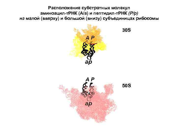 Расположение субстратных молекул аминоацил-т. РНК (А/а) и пептидил-т. РНК (Р/р) на малой (вверху) и