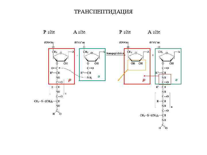 ТРАНСПЕПТИДАЦИЯ P site A site p P site a A site p a 