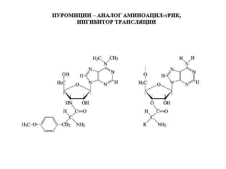 ПУРОМИЦИН – АНАЛОГ АМИНОАЦИЛ-т. РНК, ИНГИБИТОР ТРАНСЛЯЦИИ 