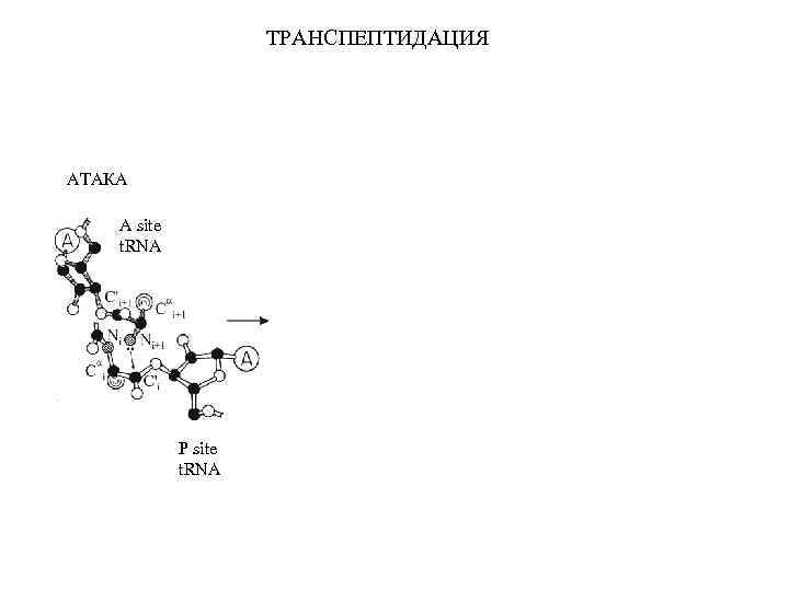 ТРАНСПЕПТИДАЦИЯ ТЕТРАЭДРИЧЕСКИЙ ИНТЕРМЕДИАТ АТАКА A site t. RNA РАСПАД ИНТЕРМЕДИАТА A site t. RNA