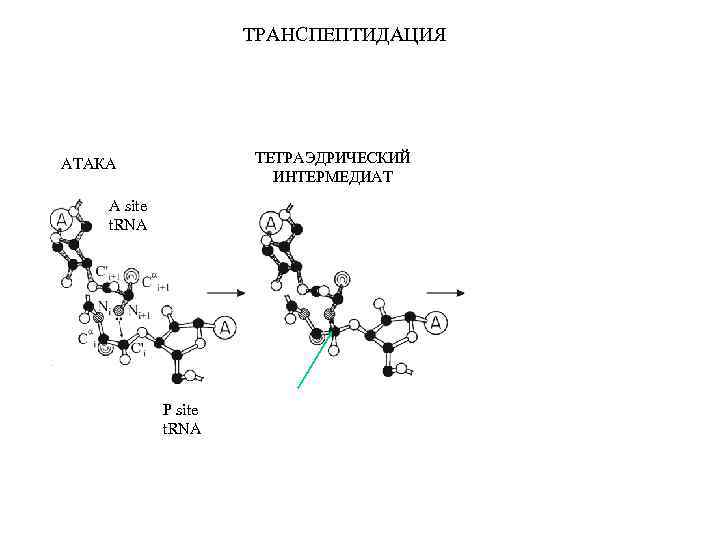 ТРАНСПЕПТИДАЦИЯ ТЕТРАЭДРИЧЕСКИЙ ИНТЕРМЕДИАТ АТАКА A site t. RNA РАСПАД ИНТЕРМЕДИАТА A site t. RNA