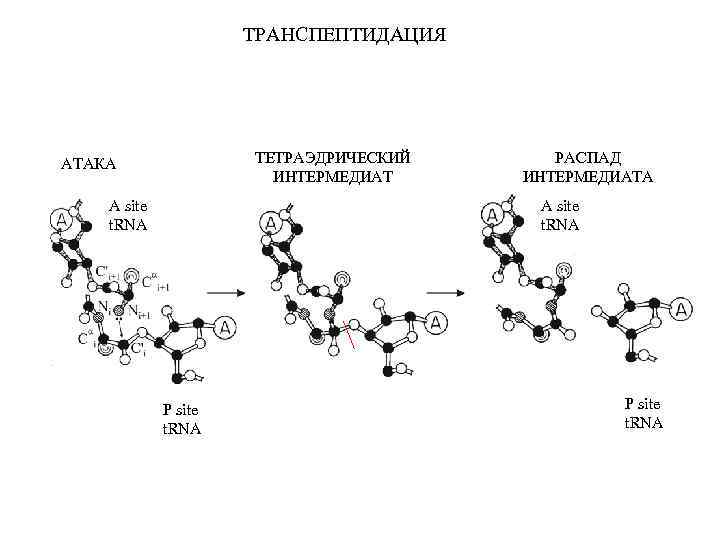 ТРАНСПЕПТИДАЦИЯ ТЕТРАЭДРИЧЕСКИЙ ИНТЕРМЕДИАТ АТАКА A site t. RNA РАСПАД ИНТЕРМЕДИАТА A site t. RNA