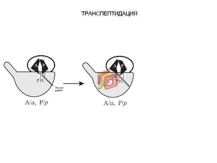 ТРАНСПЕПТИДАЦИЯ 