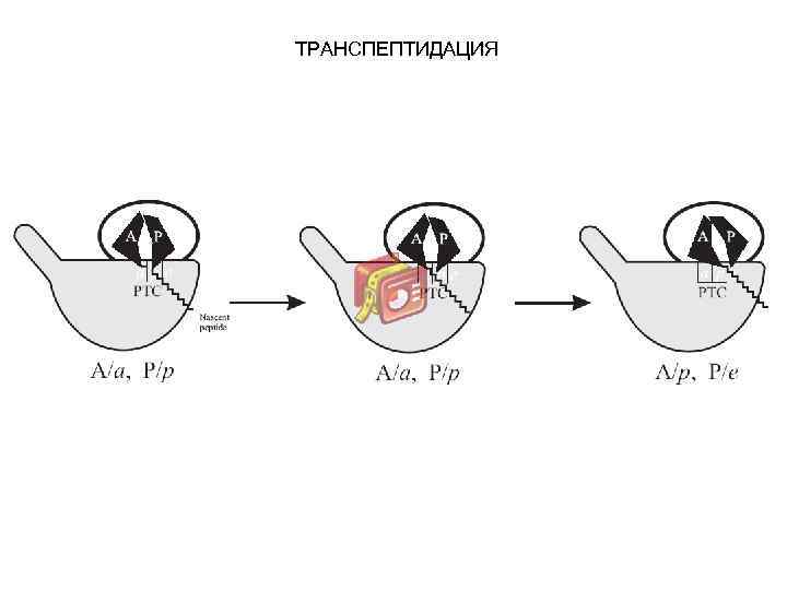 ТРАНСПЕПТИДАЦИЯ 