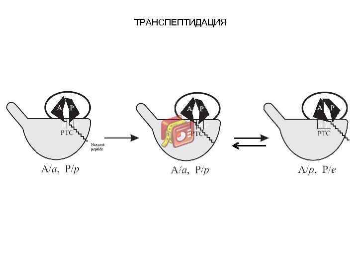 ТРАНСПЕПТИДАЦИЯ 