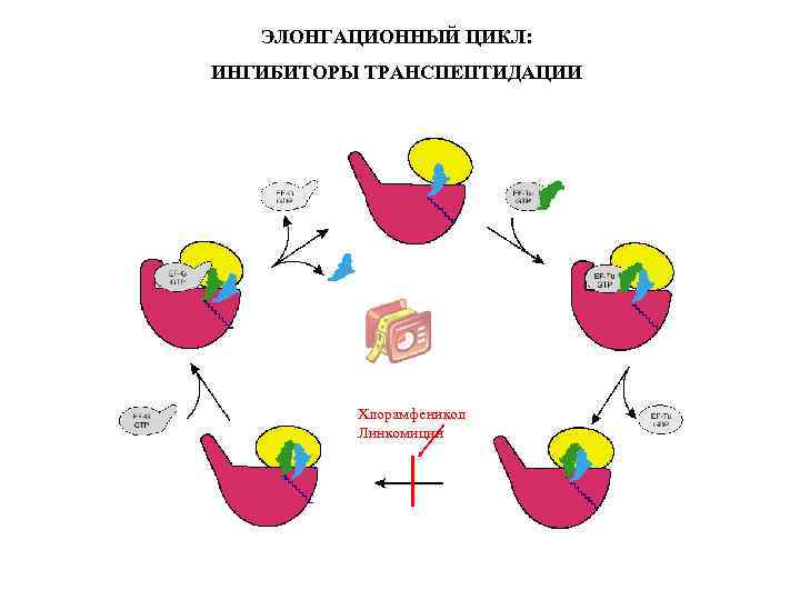 ЭЛОНГАЦИОННЫЙ ЦИКЛ: ИНГИБИТОРЫ ТРАНСПЕПТИДАЦИИ Хлорамфеникол Линкомицин 