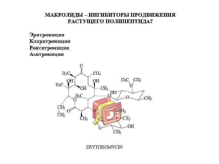 МАКРОЛИДЫ – ИНГИБИТОРЫ ПРОДВИЖЕНИЯ РАСТУЩЕГО ПОЛИПЕПТИДА? Эритромицин Кларитромицин Рокситромицин Азитромицин 