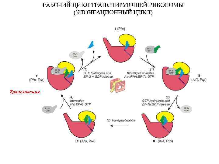 РАБОЧИЙ ЦИКЛ ТРАНСЛИРУЮЩЕЙ РИБОСОМЫ (ЭЛОНГАЦИОННЫЙ ЦИКЛ) Транслокация 