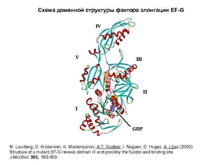 Схема доменной структуры фактора элонгации EF-G IV V III II I GDP M. Laurberg,