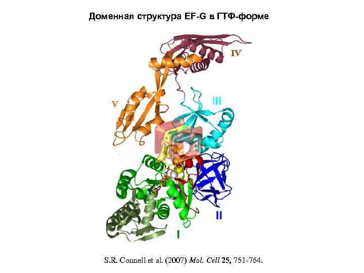 Доменная структура EF-G в ГТФ-форме IV V S. R. Connell et al. (2007) Mol.