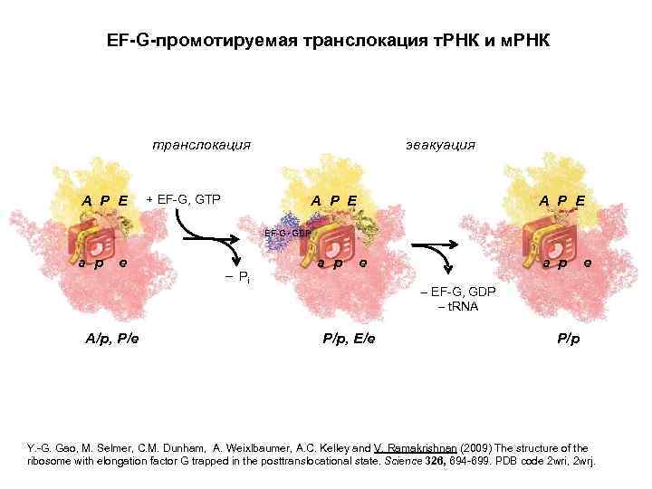 EF-G-промотируемая транслокация т. РНК и м. РНК транслокация A P E + EF-G, GTP