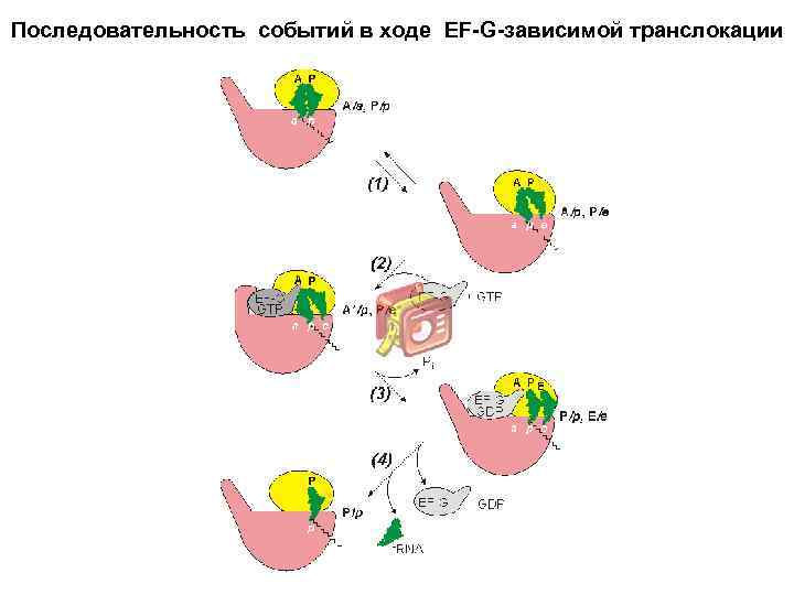 Последовательность событий в ходе EF-G-зависимой транслокации 