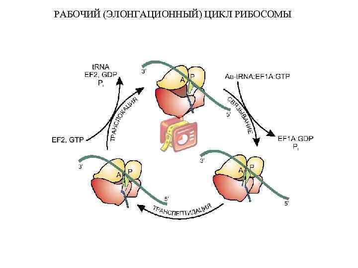 РАБОЧИЙ (ЭЛОНГАЦИОННЫЙ) ЦИКЛ РИБОСОМЫ 