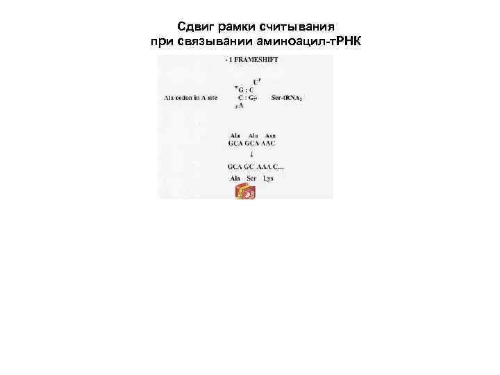 Сдвиг рамки считывания при связывании аминоацил-т. РНК 
