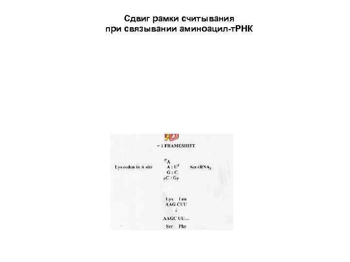 Сдвиг рамки считывания при связывании аминоацил-т. РНК 