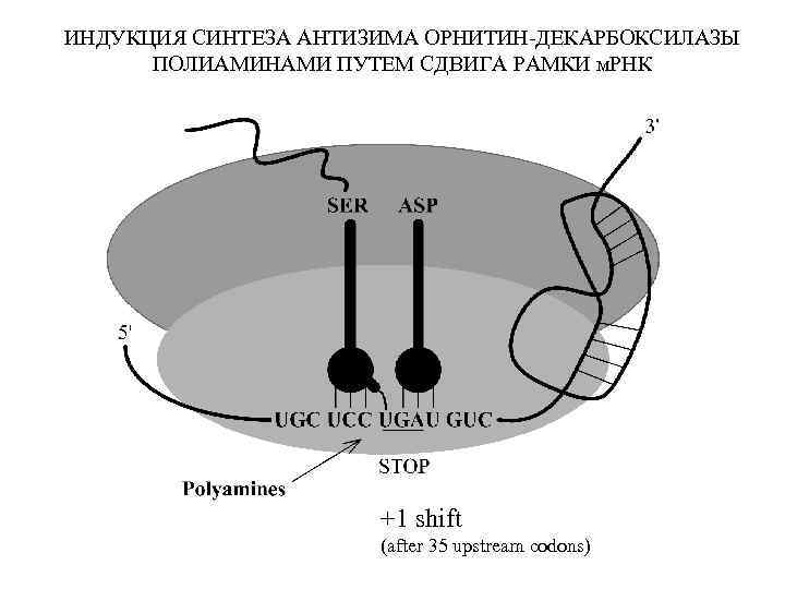 ИНДУКЦИЯ СИНТЕЗА АНТИЗИМА ОРНИТИН-ДЕКАРБОКСИЛАЗЫ ПОЛИАМИНАМИ ПУТЕМ СДВИГА РАМКИ м. РНК +1 shift (after 35