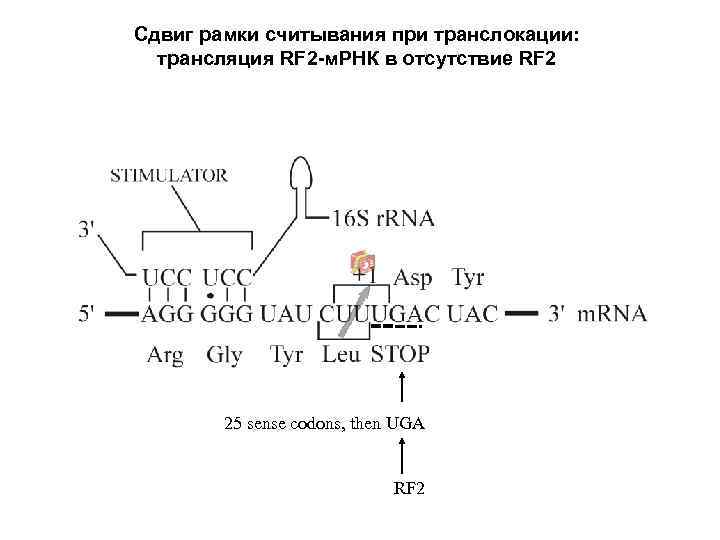 Сдвиг рамки считывания при транслокации: трансляция RF 2 -м. РНК в отсутствие RF 2
