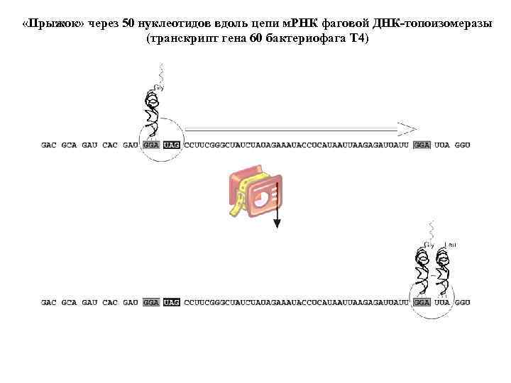  «Прыжок» через 50 нуклеотидов вдоль цепи м. РНК фаговой ДНК-топоизомеразы (транскрипт гена 60