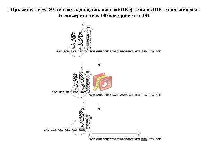  «Прыжок» через 50 нуклеотидов вдоль цепи м. РНК фаговой ДНК-топоизомеразы (транскрипт гена 60