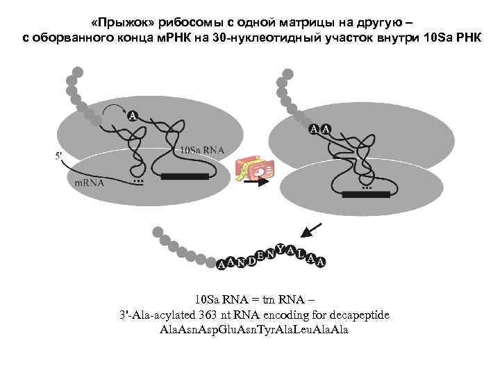  «Прыжок» рибосомы с одной матрицы на другую – с оборванного конца м. РНК