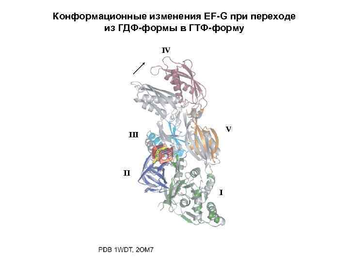 Конформационные изменения EF-G при переходе из ГДФ-формы в ГТФ-форму IV V III II I