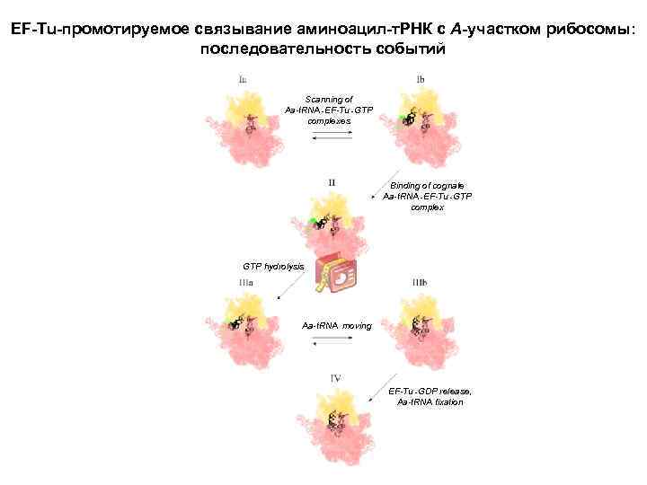 EF-Tu-промотируемое связывание аминоацил-т. РНК c А-участком рибосомы: последовательность событий Scanning of Aa-t. RNA٠ EF-Tu٠