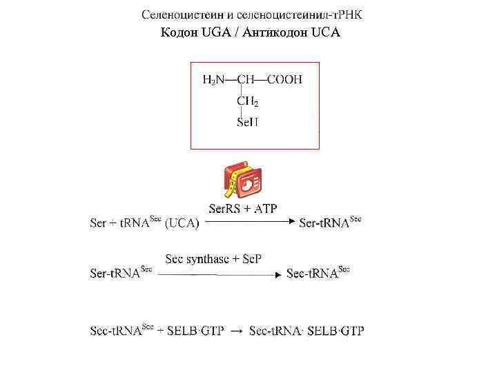 Кодон UGA / Антикодон UCA 