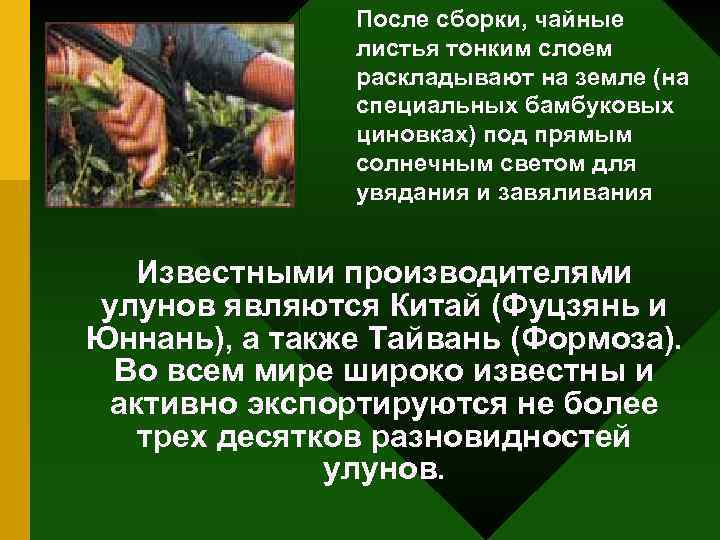 После сборки, чайные листья тонким слоем раскладывают на земле (на специальных бамбуковых циновках) под