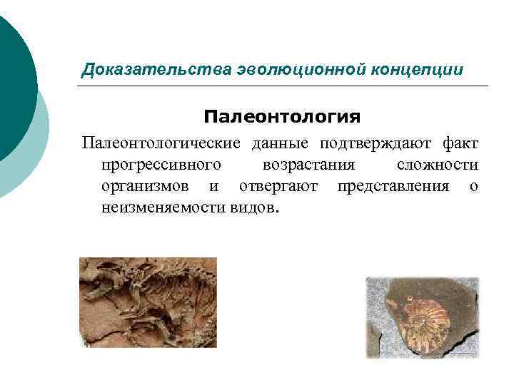 Доказательства эволюционной концепции Палеонтология Палеонтологические данные подтверждают факт прогрессивного возрастания сложности организмов и отвергают