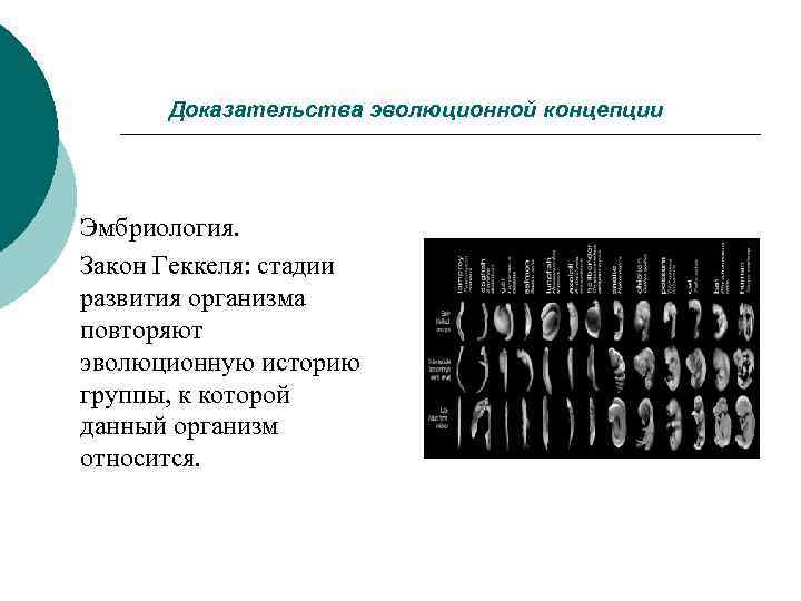 Доказательства эволюционной концепции Эмбриология. Закон Геккеля: стадии развития организма повторяют эволюционную историю группы, к