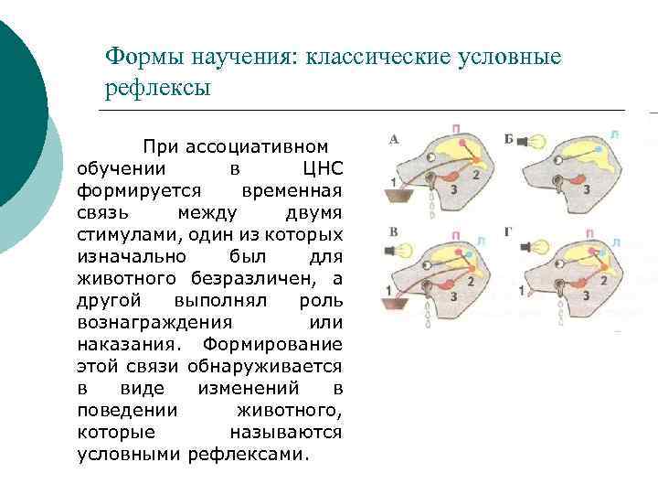 Формы научения: классические условные рефлексы При ассоциативном обучении в ЦНС формируется временная связь между