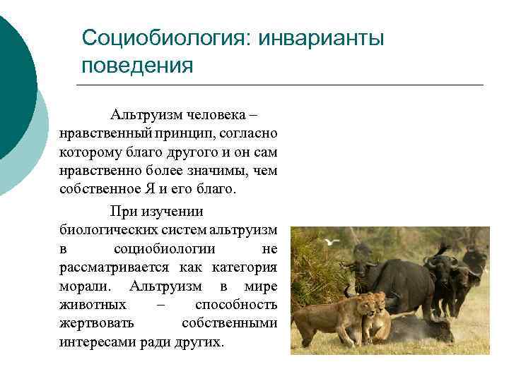 Социобиология: инварианты поведения Альтруизм человека – нравственный принцип, согласно которому благо другого и он
