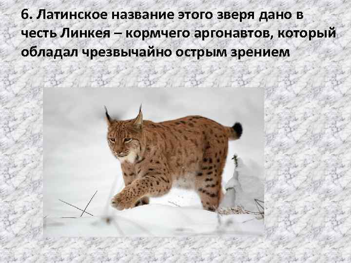 6. Латинское название этого зверя дано в честь Линкея – кормчего аргонавтов, который обладал