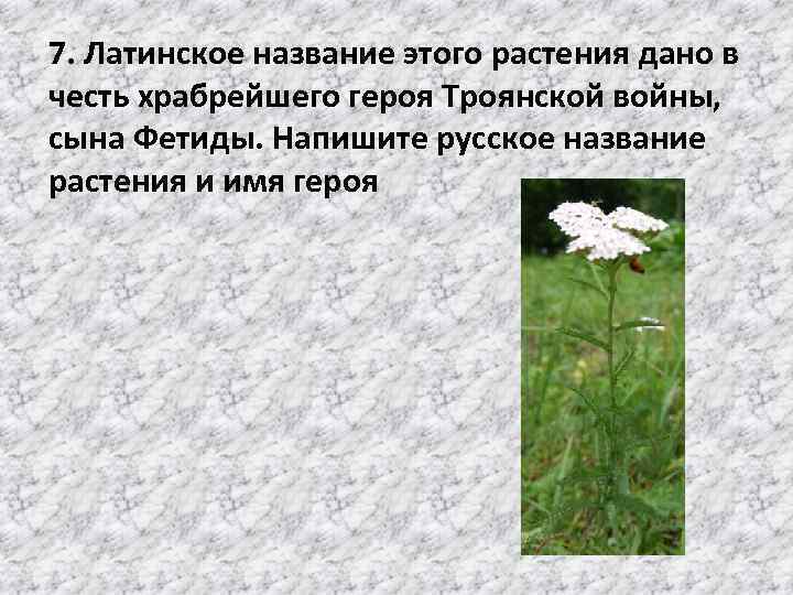 7. Латинское название этого растения дано в честь храбрейшего героя Троянской войны, сына Фетиды.