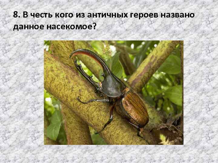 8. В честь кого из античных героев названо данное насекомое? 