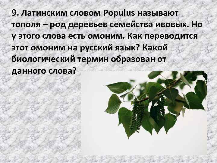 9. Латинским словом Populus называют тополя – род деревьев семейства ивовых. Но у этого