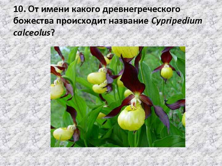 10. От имени какого древнегреческого божества происходит название Cypripedium calceolus? 