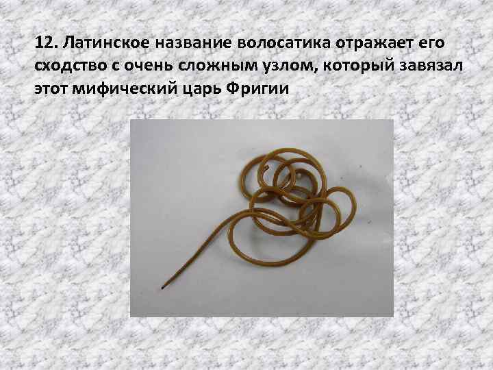 12. Латинское название волосатика отражает его сходство с очень сложным узлом, который завязал этот