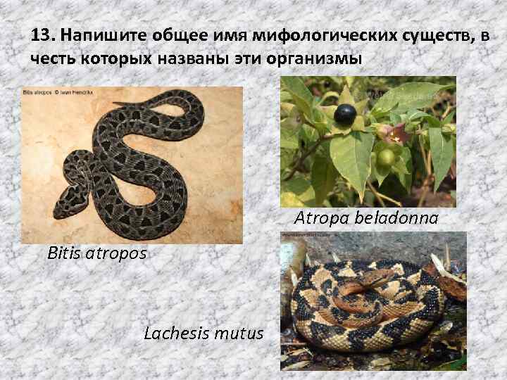 13. Напишите общее имя мифологических существ, в честь которых названы эти организмы Atropa beladonna