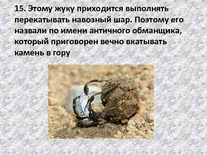 15. Этому жуку приходится выполнять перекатывать навозный шар. Поэтому его назвали по имени античного