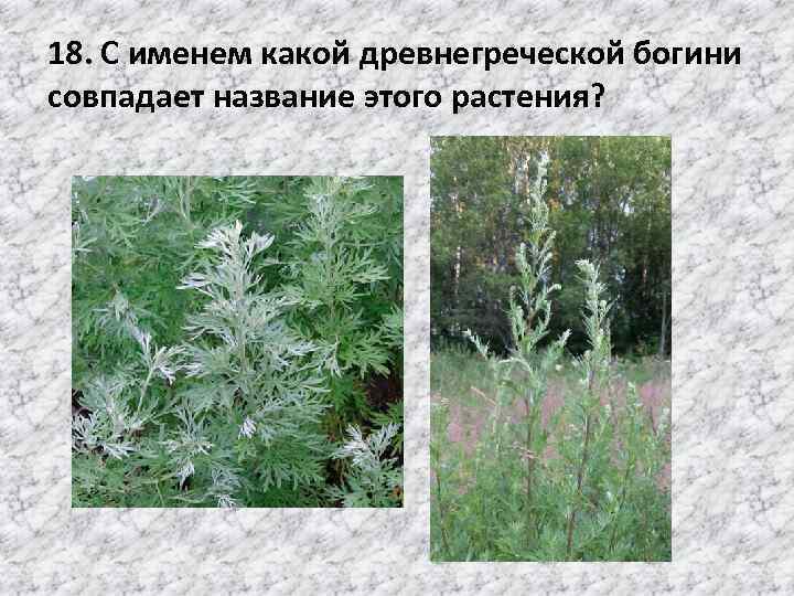 18. С именем какой древнегреческой богини совпадает название этого растения? 