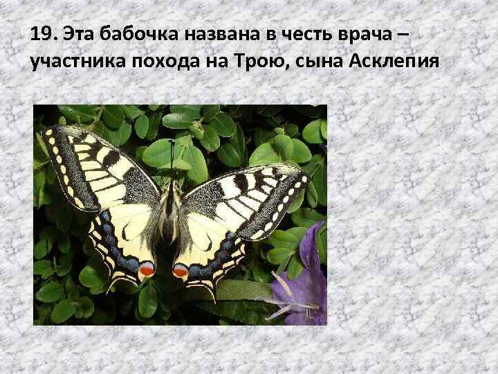 19. Эта бабочка названа в честь врача – участника похода на Трою, сына Асклепия