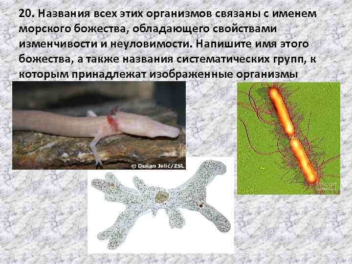 20. Названия всех этих организмов связаны с именем морского божества, обладающего свойствами изменчивости и