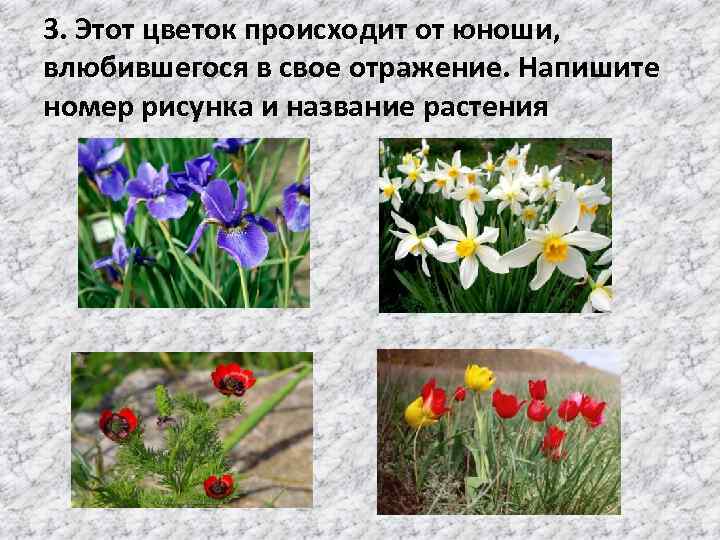 3. Этот цветок происходит от юноши, влюбившегося в свое отражение. Напишите номер рисунка и
