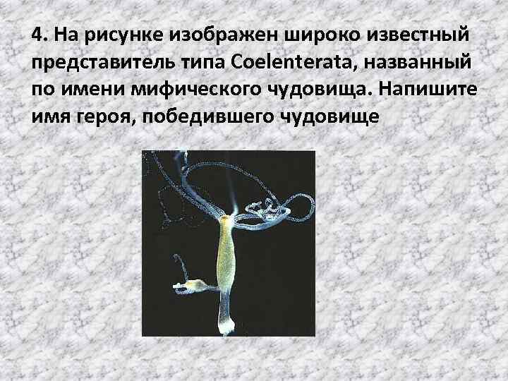 4. На рисунке изображен широко известный представитель типа Coelenterata, названный по имени мифического чудовища.